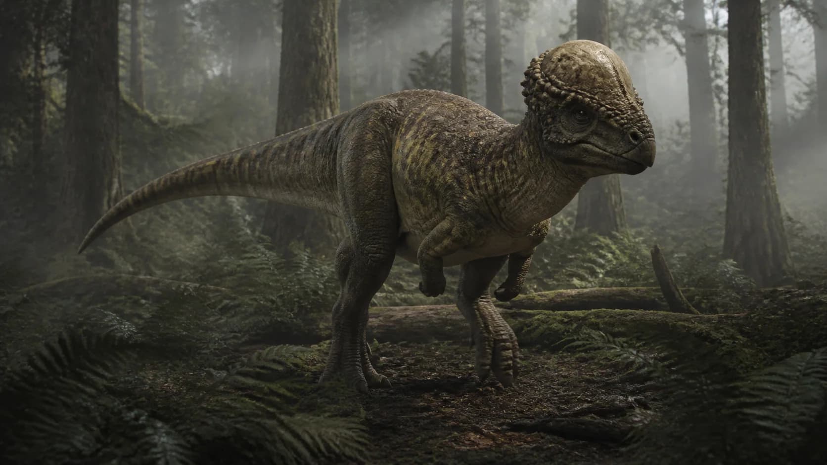 Pachycephalosaurus in The Isle Evrima